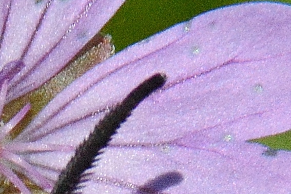 Zigaenidae: Adscita sp., maschio